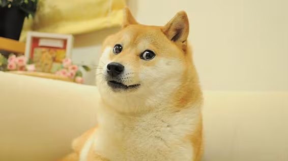 JUST IN: Kabosu, the dog from the Dogecoin meme that inspired $DOGE and Shiba Inu has passed away.@WatcherGuru